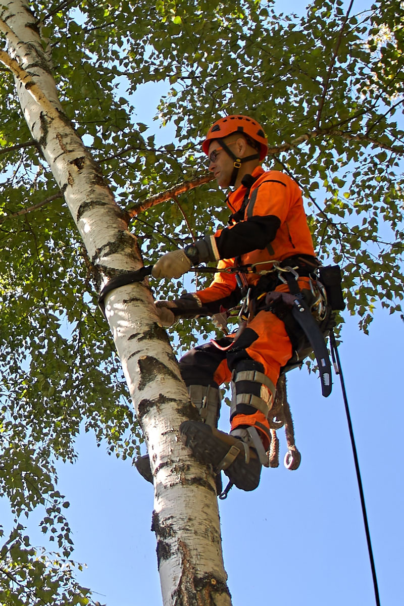 The Art Of Tree Surgery General-Emergency Call Out