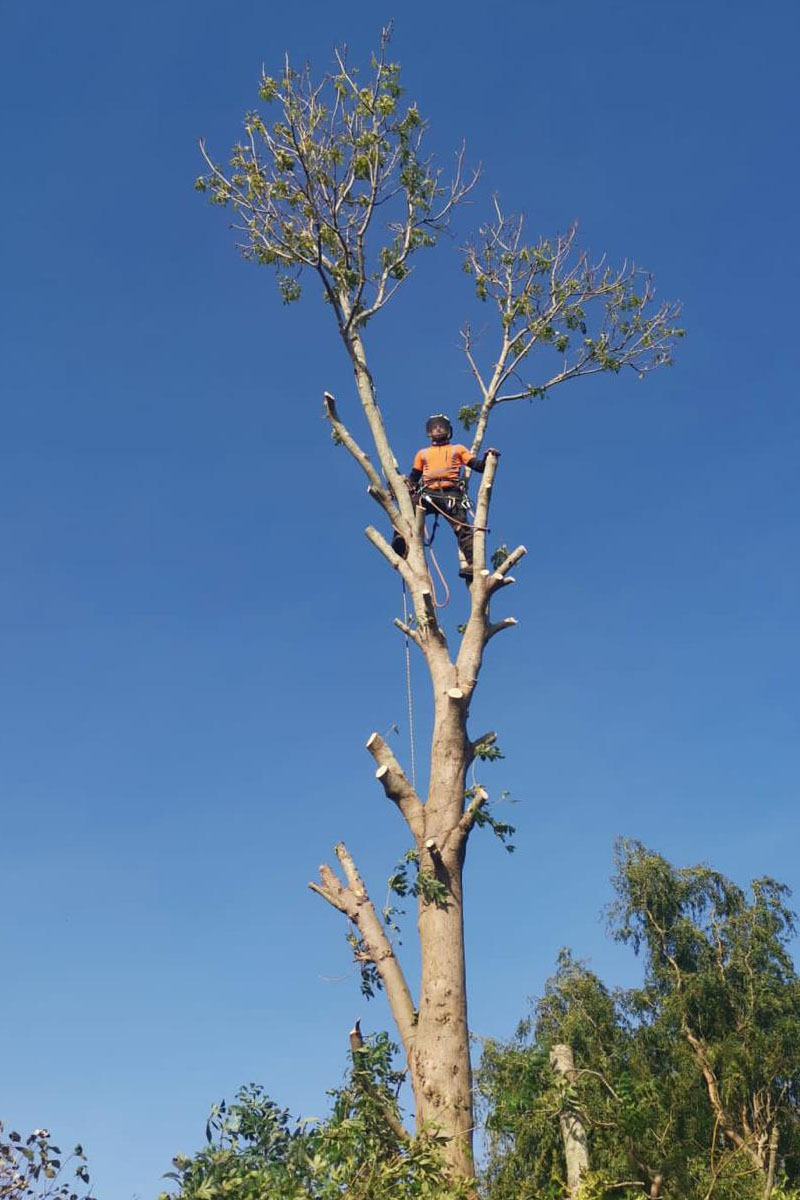 The Art of Tree Surgery Tree Maintenance